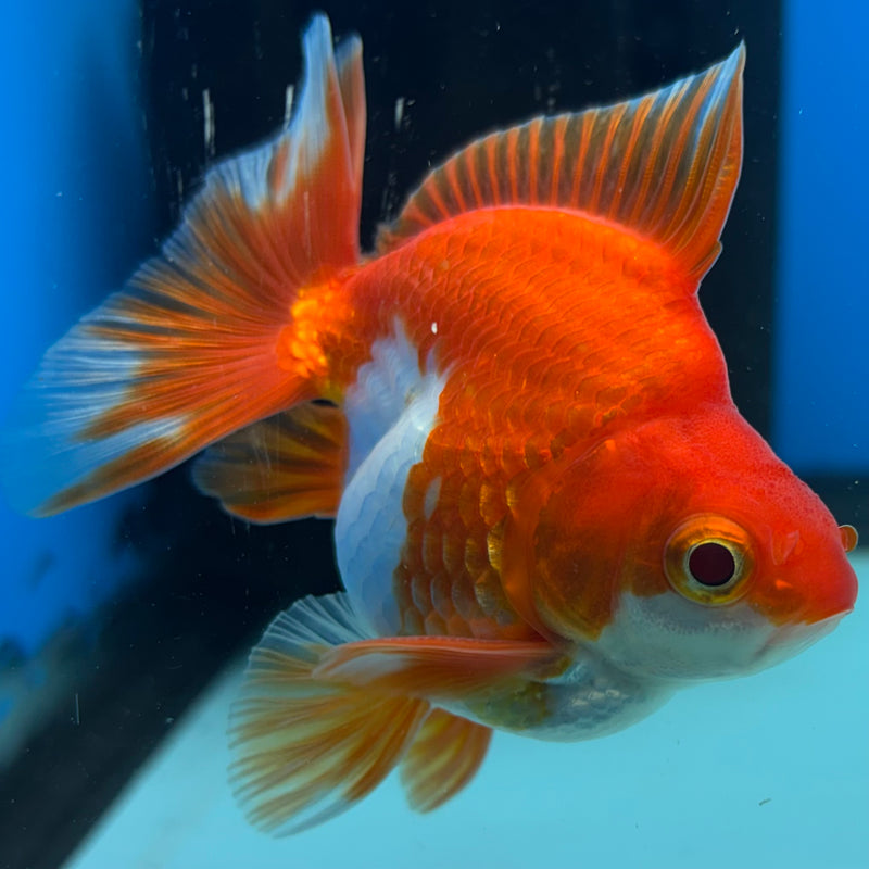 Thai Ryukin Red/White Show Quality 2.5" Body Male(CK-864)R3B15