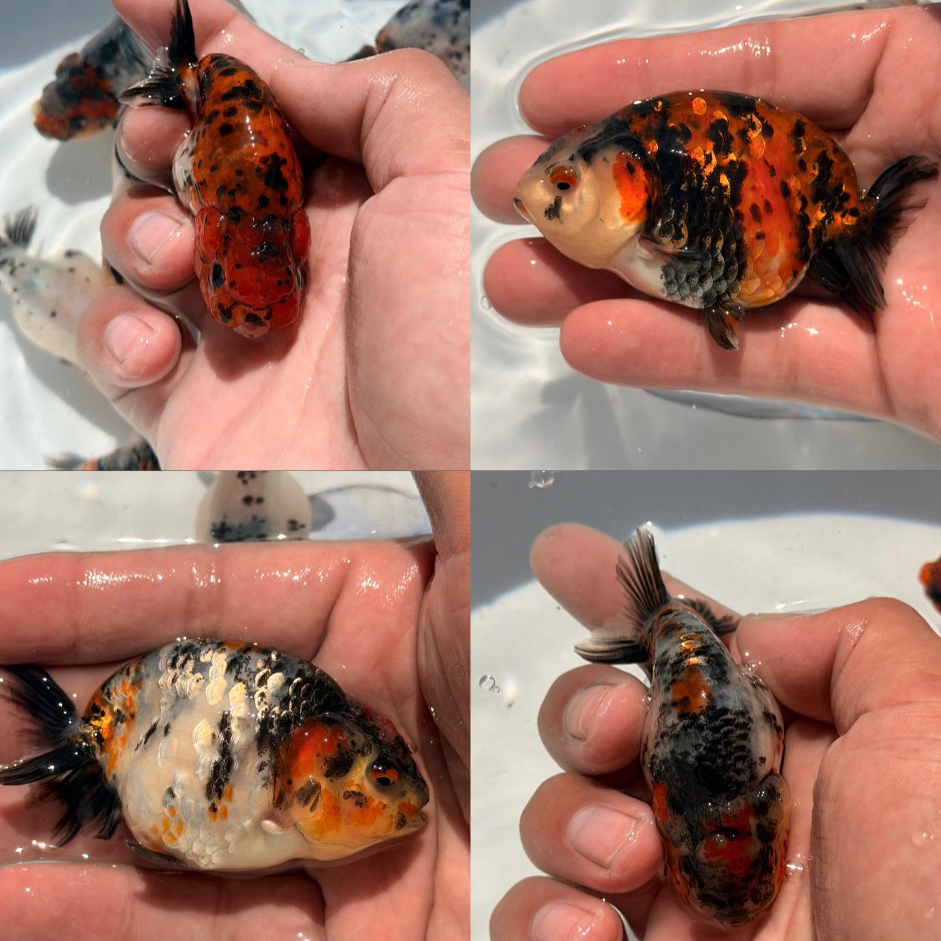 LIVE FANCY HIGH QUALITY LIONCHU RANCHU GOLDFISH