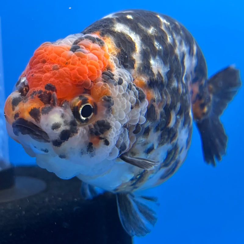 Chinese Ranchu Calico 4” Body Female(CK-1467)R2A09