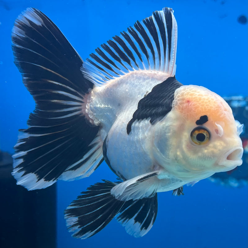 Thai Oranda Panda 3.5” Body Female(CK-917)R1BLUETUB4