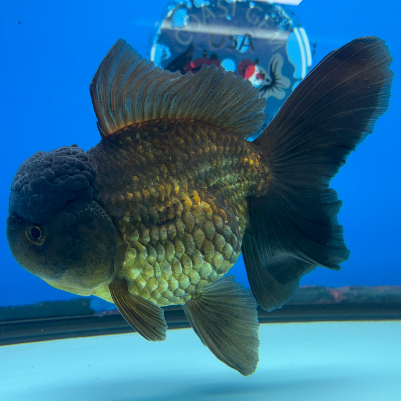 Thai Oranda Full Black 4” Body Female(CK-1501)R2B11