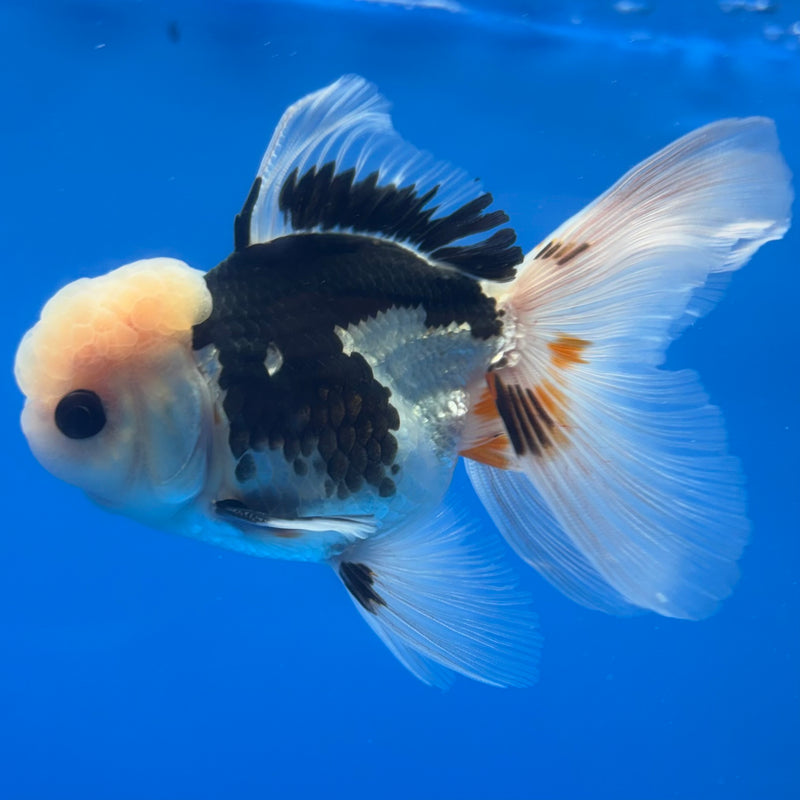 Thai Oranda Panda 3” Body Male(CK-1378)R1B11