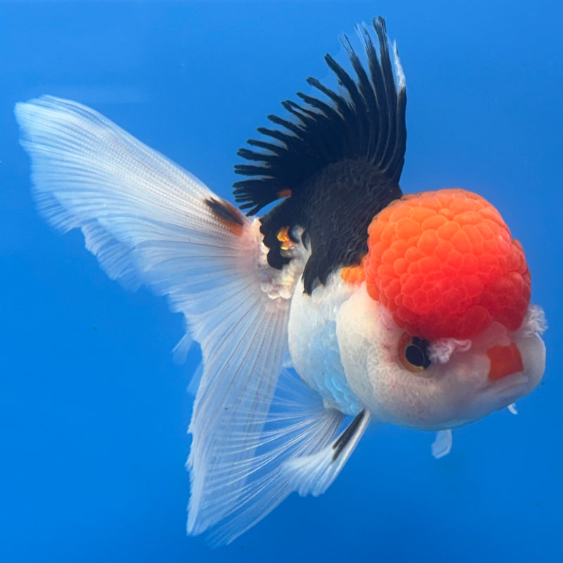 Thai Oranda Tri-Color Apache 2.5” Body Female(CK-676)R1B10
