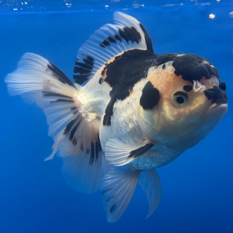 Thai Oranda Panda 3.5” Body Male(CK-793)R1B04