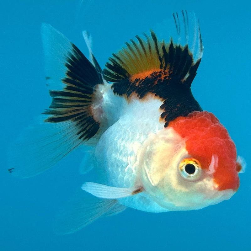 Thai Tri-Color Oranda 2.5”Body Female (JCD-087)R4B07