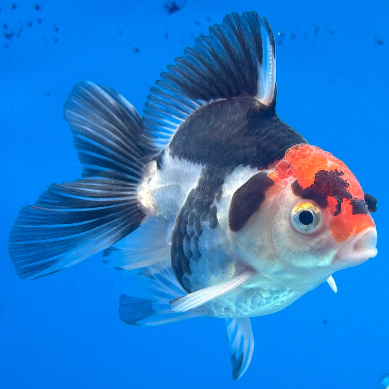 Thai Oranda NOK Tri-Color 2.5” Body Male(NOK-CK-1173)R3B18
