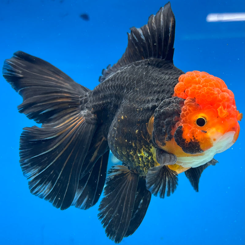 Thai Oranda Apache 3.5” Body Male(CK-1507)R2A04
