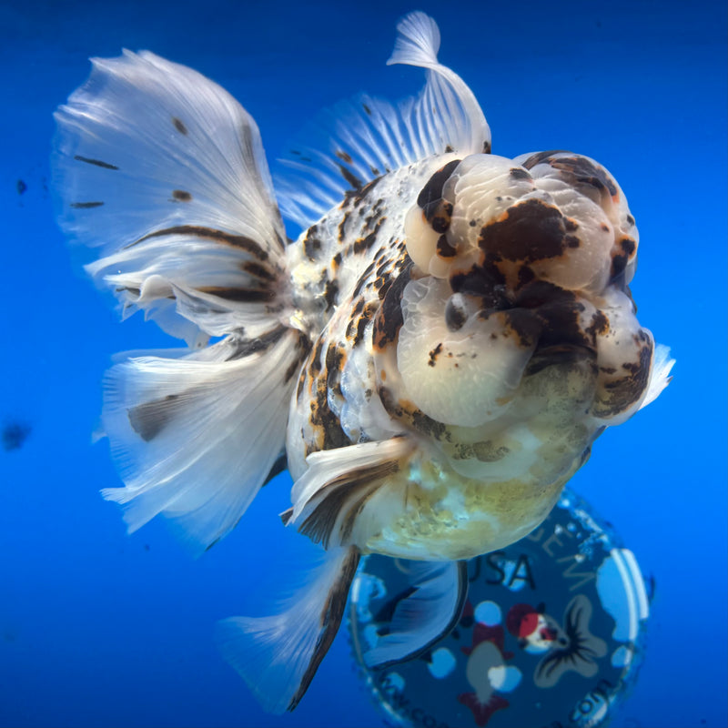 Thai Oranda Tri-Color Calico Tiger RoseTail 4.5” Body Female(NKT-CK-1031)SHOWTANK2