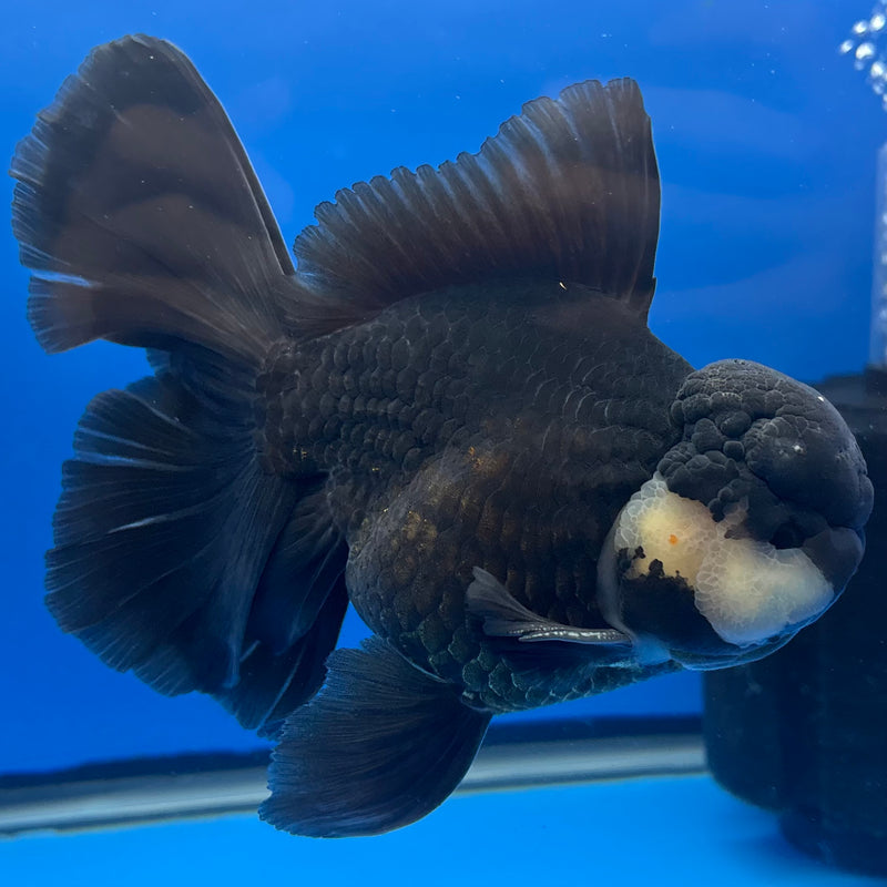 Thai Oranda AA JUMBO Panda 4” Body Male(AA-CK-1359)R1BLUETUB3