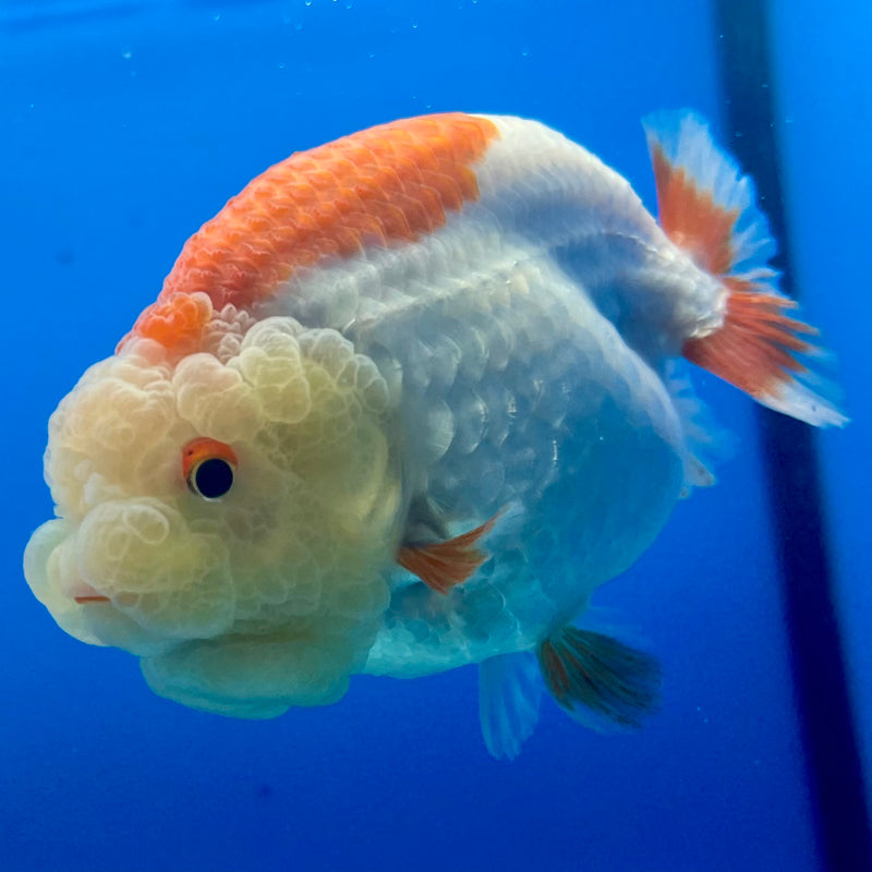 Thai Ranchu Lemon Head Red/White 3.5” Body Male(CK-1130)R1A07e