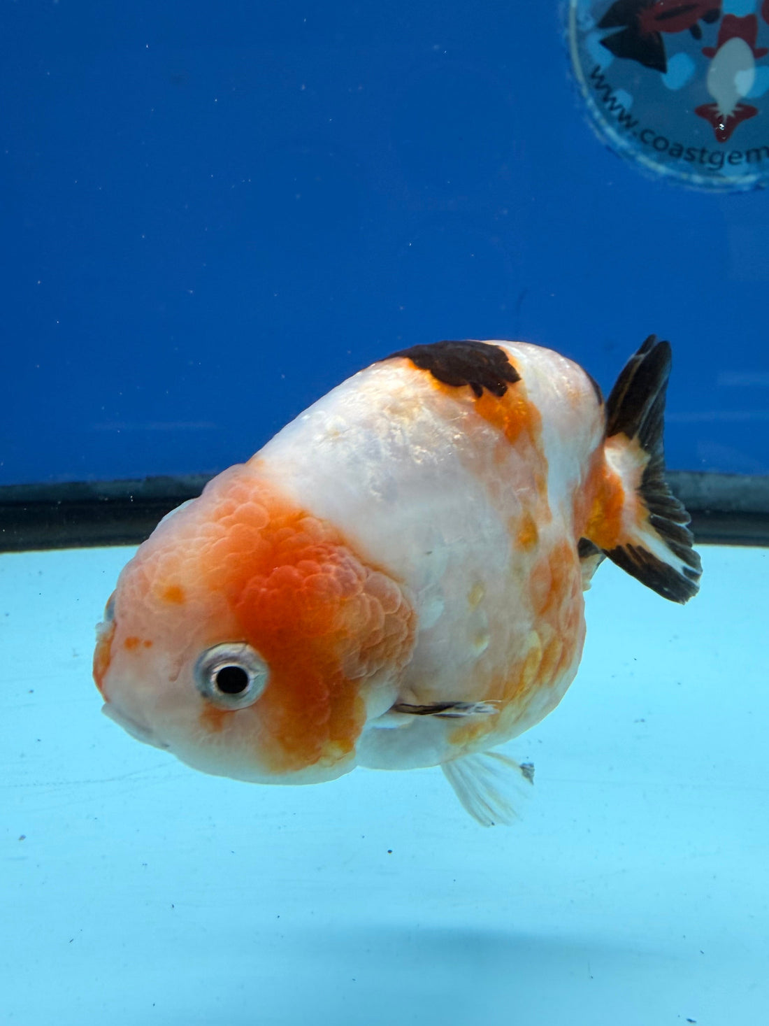 Chinese Ranchu Tri-Color Sakura 3.5in Female (FEB-309)BLUETUBC