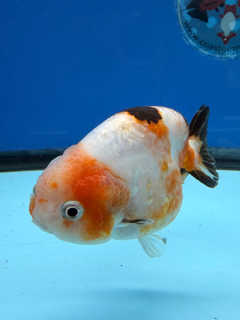 Chinese Ranchu Tri-Color Sakura 3.5in Female (FEB-309)R2A06