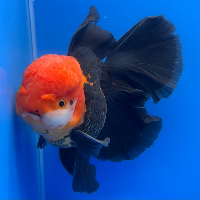 Thai Oranda AA JUMBO Apache 4” Body Male(AA-CK-1356)R1BLUETUB3
