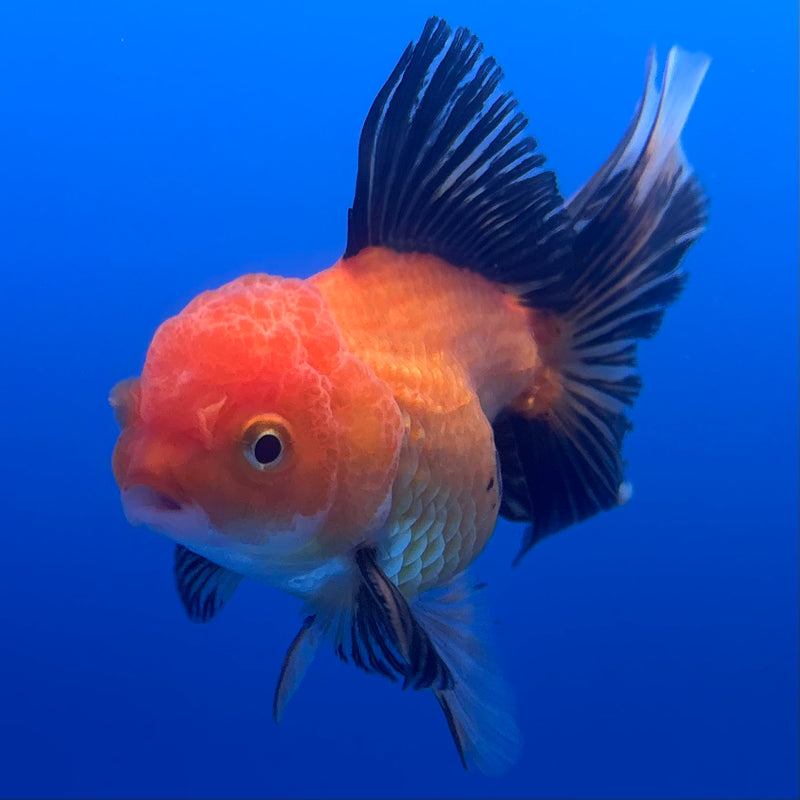 Thai Oranda Apache 2.5” Body Male(CK-1241)R3B10