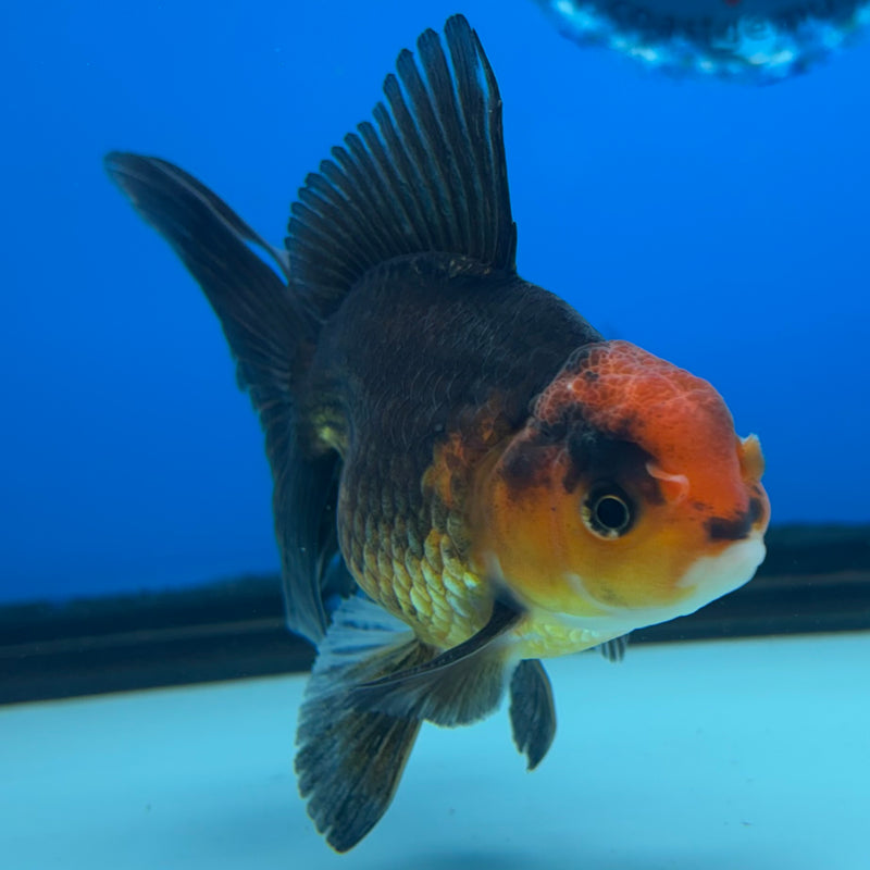 Thai Oranda Black Body Red Cap 2.5” Body Male(CK-860)R3B16