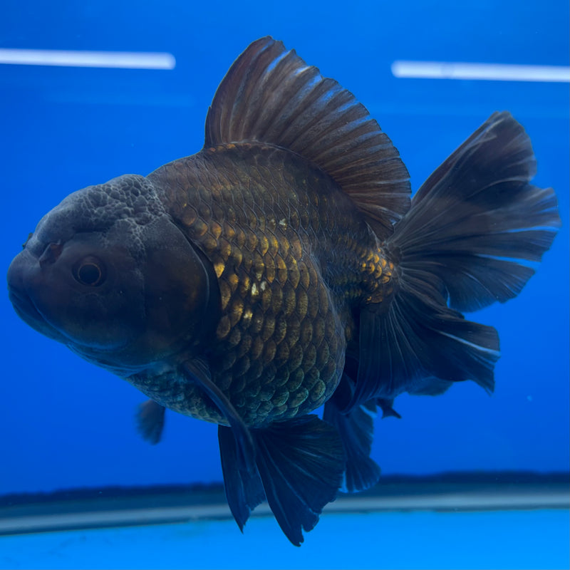 Thai Oranda JUMBO Full Black 4” Body Female(QGF-CK-1343)BLUETUB1