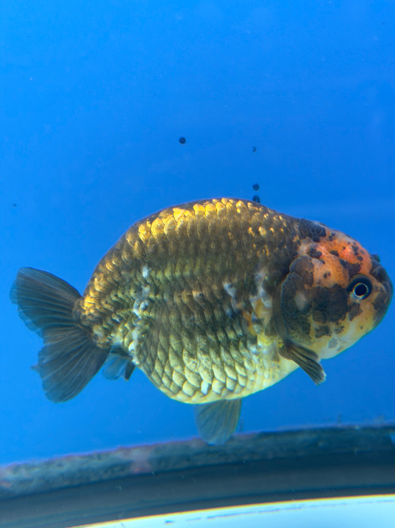 Chinese Ranchu Copper Calico 3.5in Female (FEB-302)R2A05