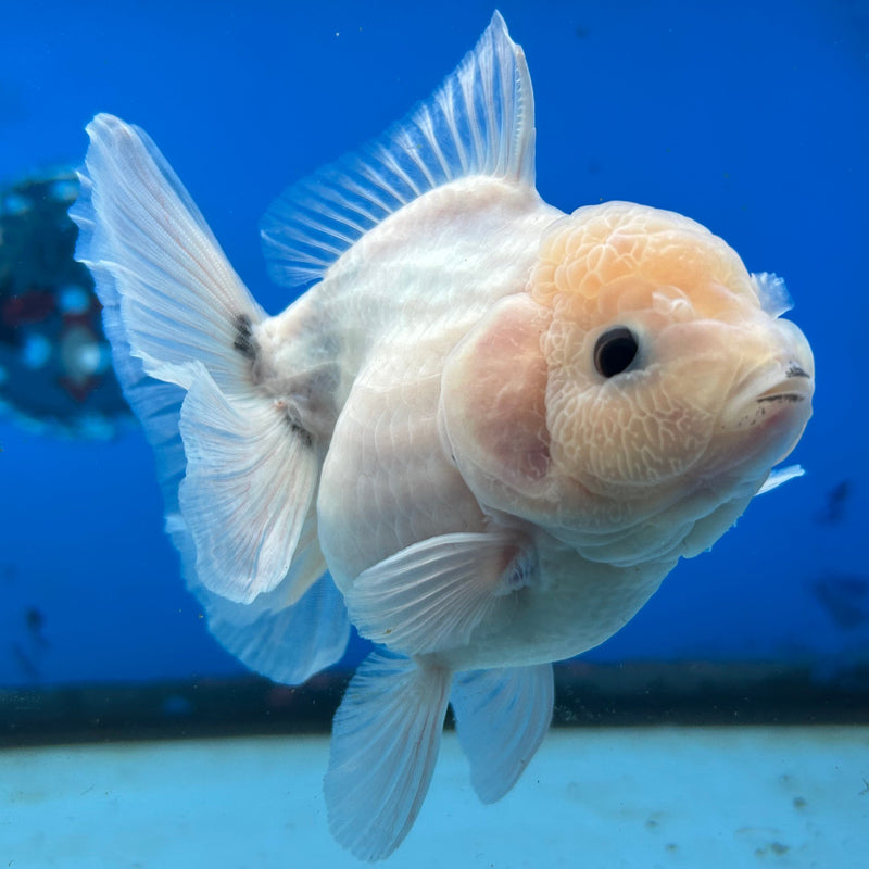 Premium Fancy Thai Marble Kirin Oranda 3.5” Body Female (JCD-204)R2C05