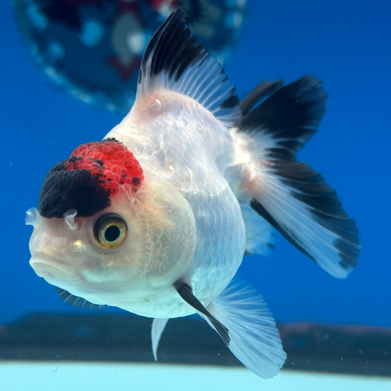 Thai Oranda NOK Tri-Color 2.5” Body Female(NOK-CK-1183)R3B15