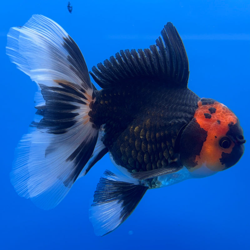 Thai Oranda Black Body Red Cap/Apache 3” Body Male(CK-730)R1B01