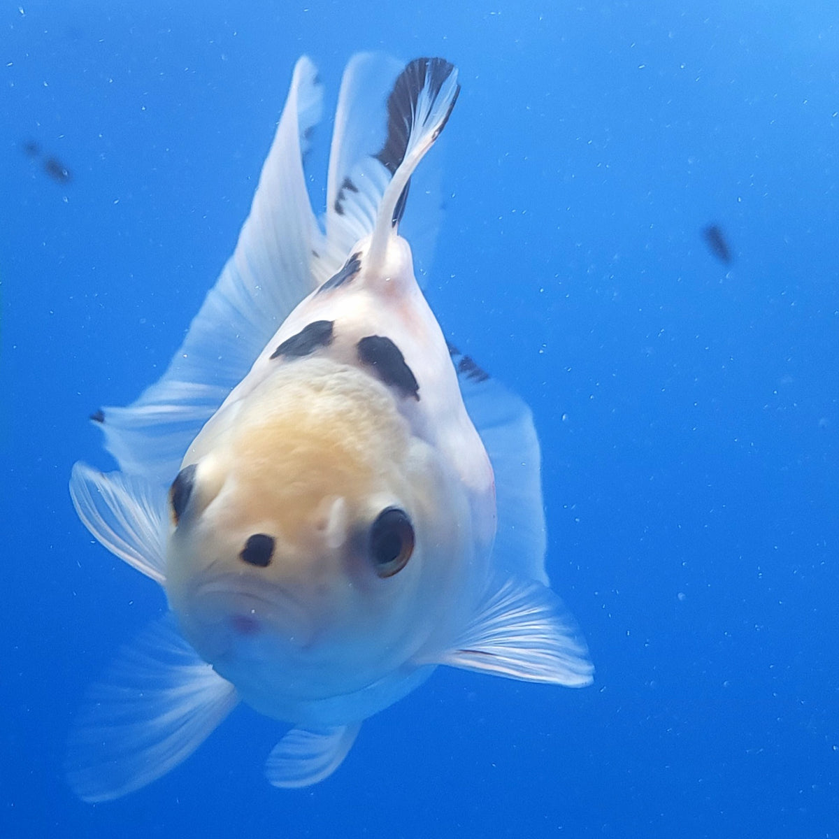 Thai Oranda Lemon Head Panda 3.00 inch Body Female(FEB-838)R2A02
