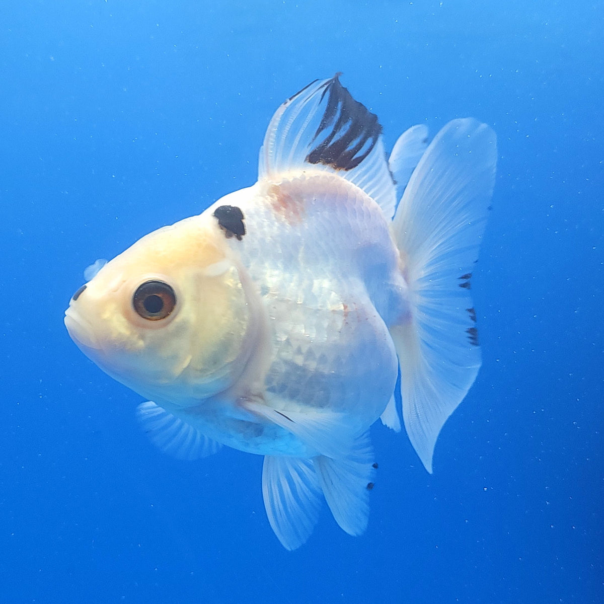 Thai Oranda Lemon Head Panda 3.00 inch Body Female(FEB-838)R2A02