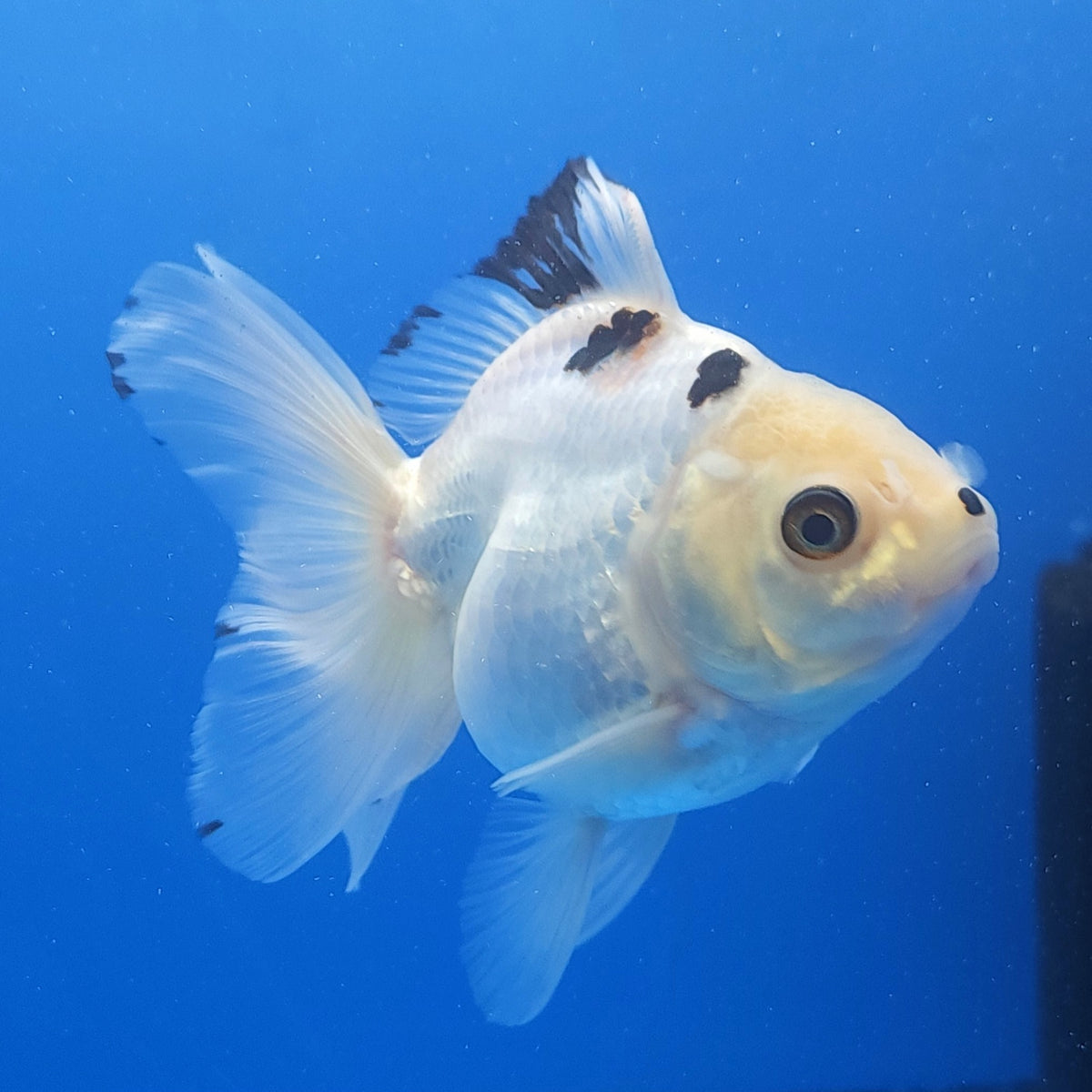 Thai Oranda Lemon Head Panda 3.00 inch Body Female(FEB-838)R2A02
