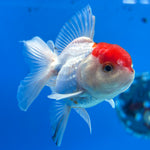 Thai Oranda Tri-Color 2.5” Male (CK-1559)R3A09