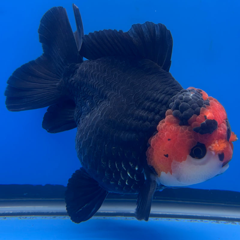 Thai Premium Oranda Yuanbao Black Body Red Cap 4” Body Male(CK-766)R1BlueTub4