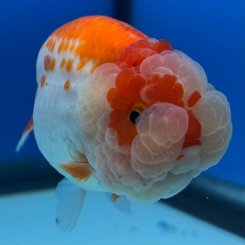 Thai Ranchu Red/White 3” Body Male(CK-993)R3B03