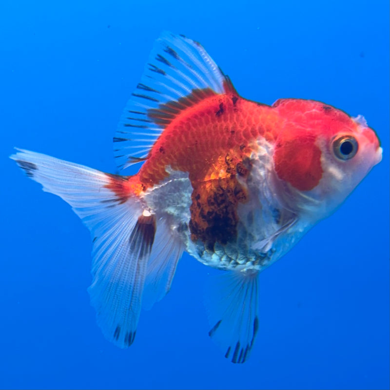 Thai Oranda Tri-Color 2” Body Female(CK-1269)R3B06