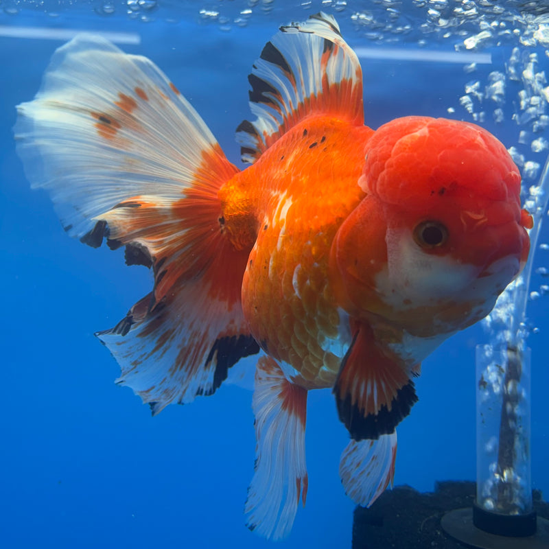 Thai Oranda JUMBO Tri-Color Orchid Tail 5” Body Female(QGF-CK-1316)BLUETUB1