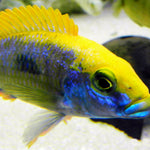 Live Freshwater Aquarium African Cichlid Ovatus Cichlid  (Protomelas Spilonotus "Ovatus")(CHD-137)U020