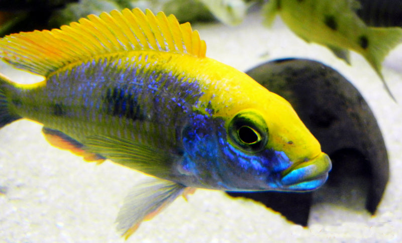 Live Freshwater Aquarium African Cichlid Ovatus Cichlid  (Protomelas Spilonotus "Ovatus")(CHD-137)U020