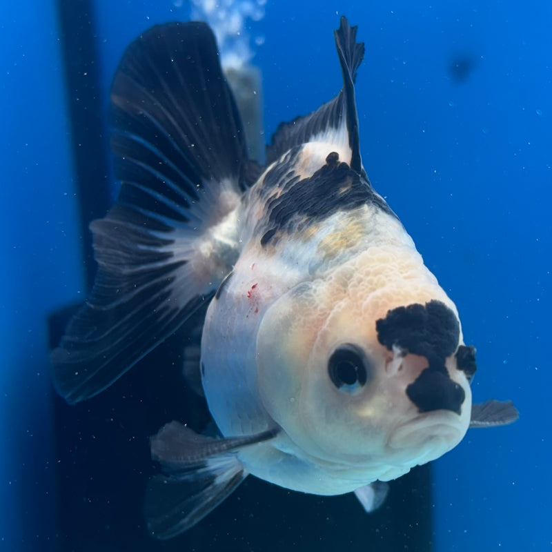 Thai Oranda Panda 3” Body Male(CK-1410)R1B09