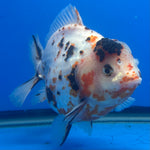 Thai Oranda Tri-Color Tiger 4" Male(NKT-CK-1567)BLUETUB-B