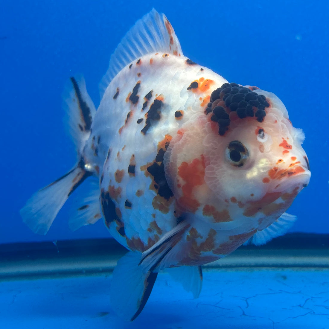Thai Oranda Tri-Color Tiger 4" Male(NKT-CK-1567)BLUETUB-B