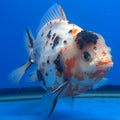 Thai Oranda Tri-Color Tiger 4" Male(NKT-CK-1567)BLUETUB-B