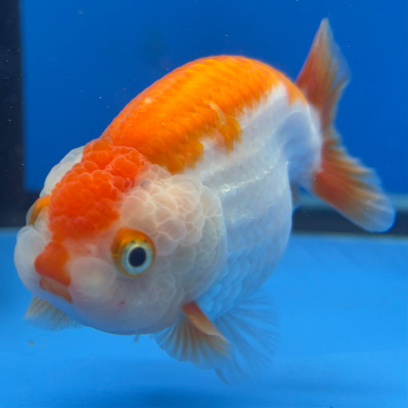 Thai Ranchu Red/White 3.5” Body Female(CK-830)R3A13