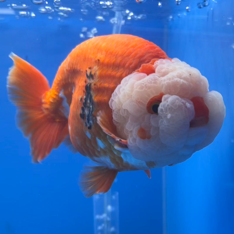 Thai Jumbo Ranchu Red/White 5” Body Male(CK-777)SHOWTANK