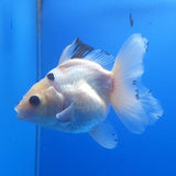 Thai Oranda Lemon Head Panda 3.00 inch Body Female(FEB-838)R2A02