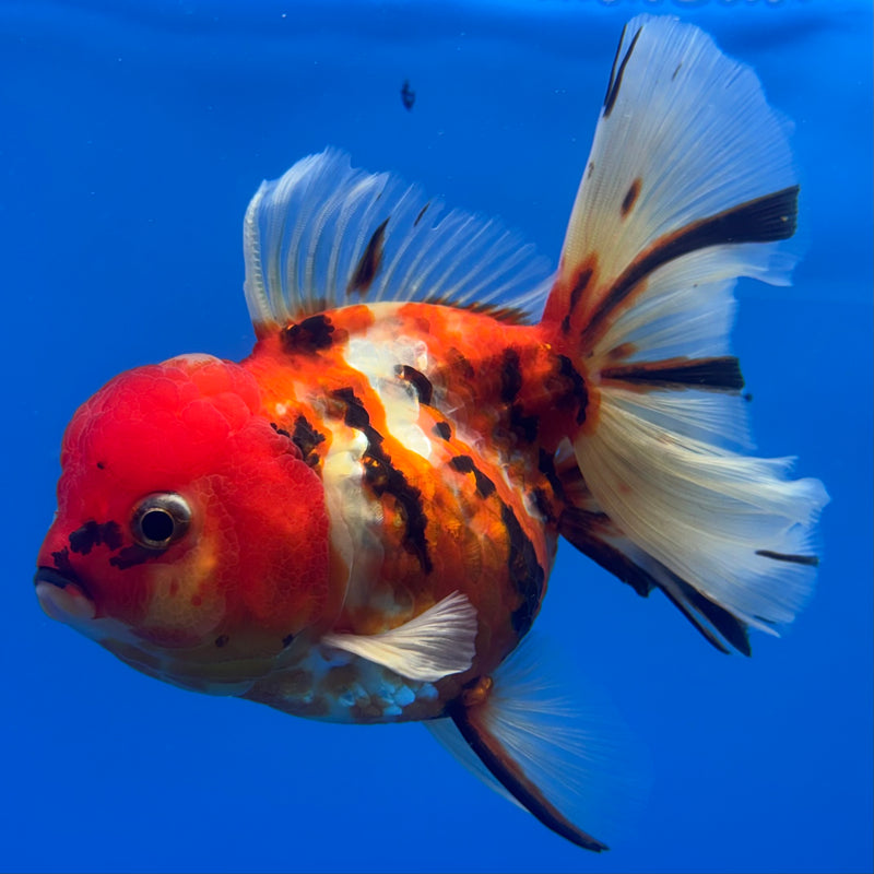 Thai Oranda JUMBO Tri-Color Calico Tiger 4” Body Female(QGF-CK-1322)BLUETUB1