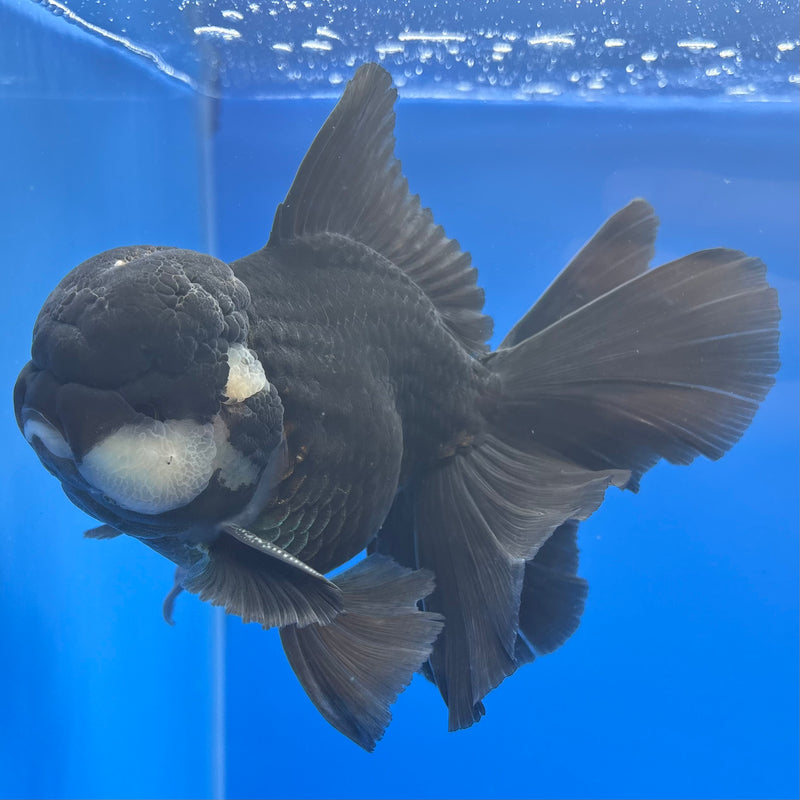 Thai Oranda AA JUMBO Panda 4” Body Male(AA-CK-1359)R1BLUETUB3