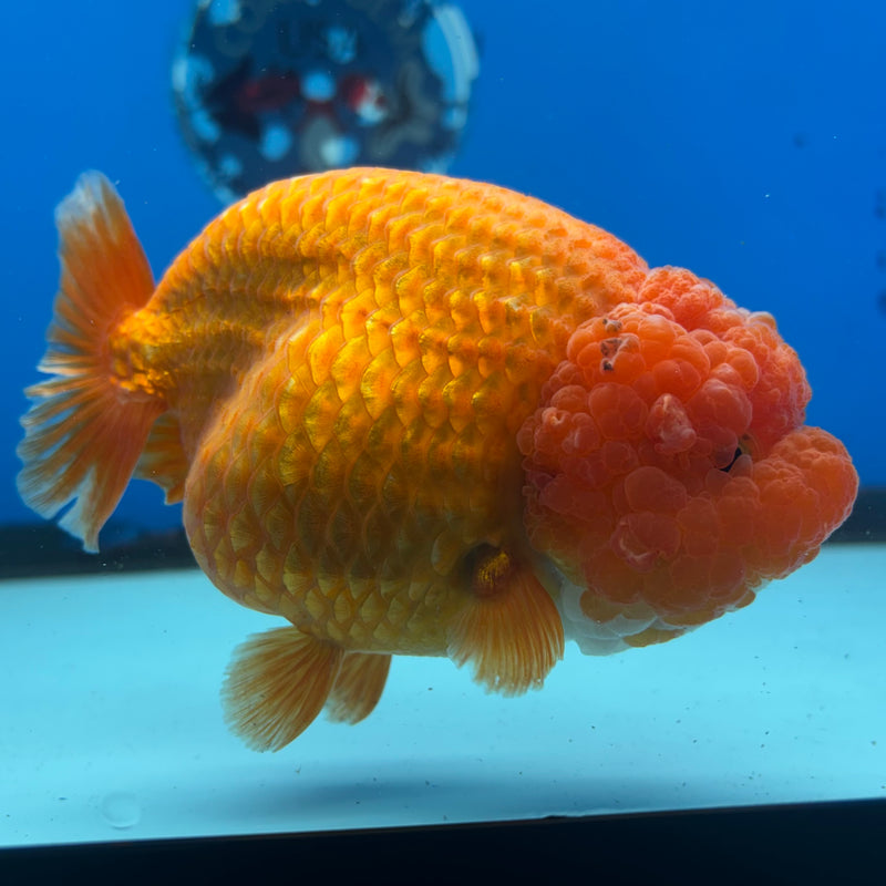 Thai Ranchu JUMBO Full Red 4.5” Body Female(CK-1360)SHOWTANK2