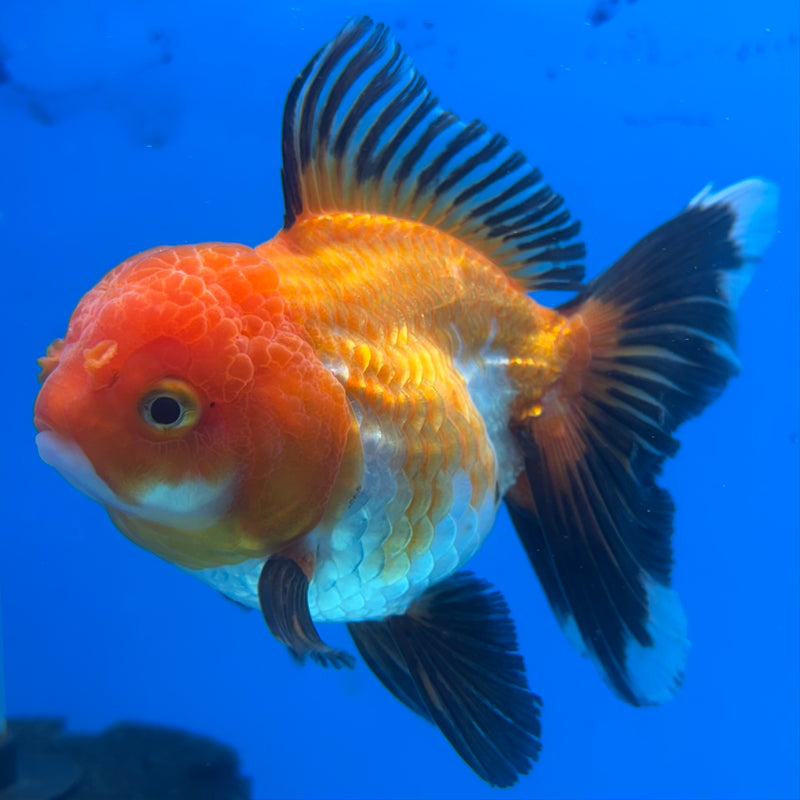 Thai Oranda Apache 3.5” Body Female(CK-908)R1BLUETUB4