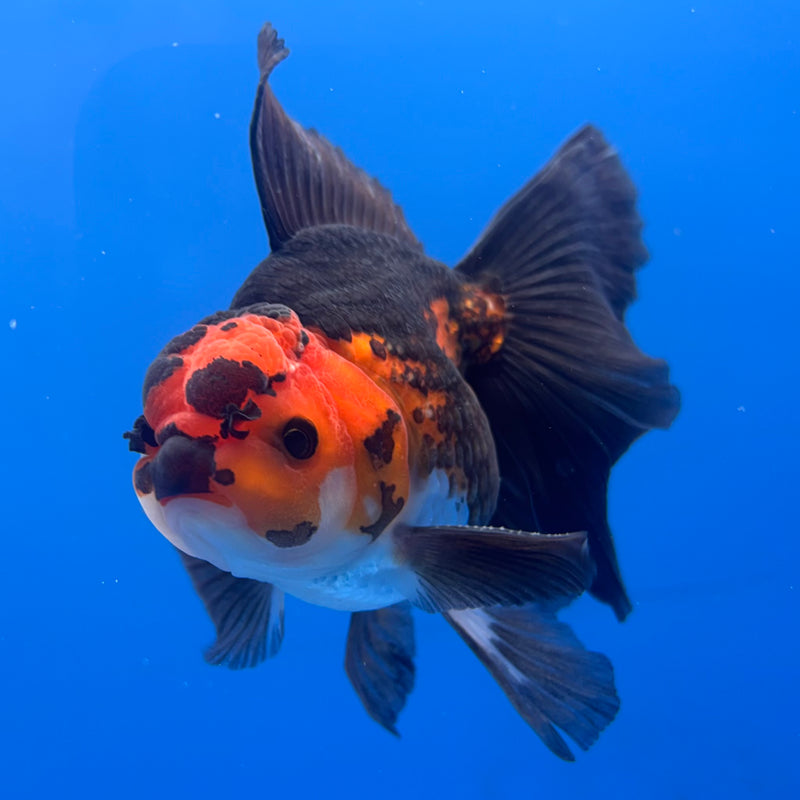 Thai Oranda Apache 3” Body Male(CK-846)R3B19