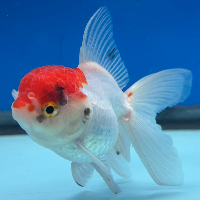 Thai Oranda White Body Red Cap 2.5” Body Female(CK-1021)R3B12