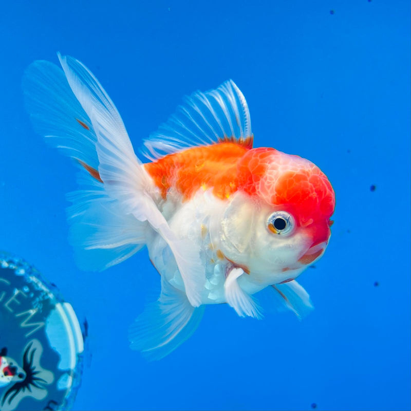 (KP-222) Thai Fancy Skaura Oranda 3'' Male R3B22