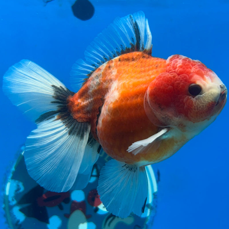 Premium Fancy Thai Red Kirin Oranda 2.5” Body Male (JCD-206)R2C05