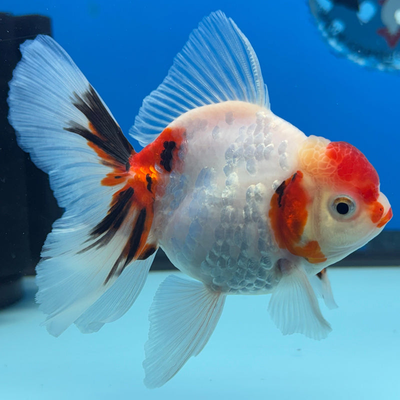 Thai Oranda Tri-Color Calico 3” Body Male(CK-621)R1B02